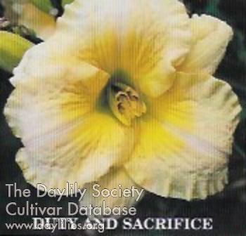 Daylily Duty and Sacrifice
